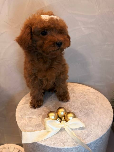 Toy poodle, female puppy