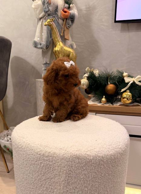 Toy poodle, female puppy