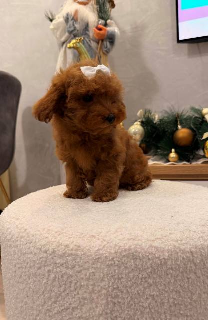 Toy poodle, female puppy