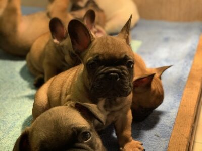 French bulldog "Od kuce don"