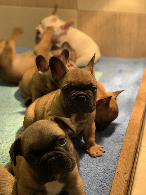 French bulldog "Od kuce don"