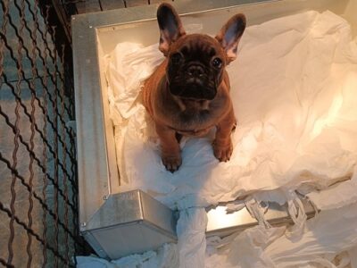 French bulldog, puppies