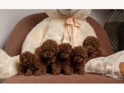 Red dwarf and toy poodles