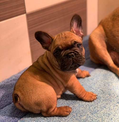 French bulldog "Od kuce don"