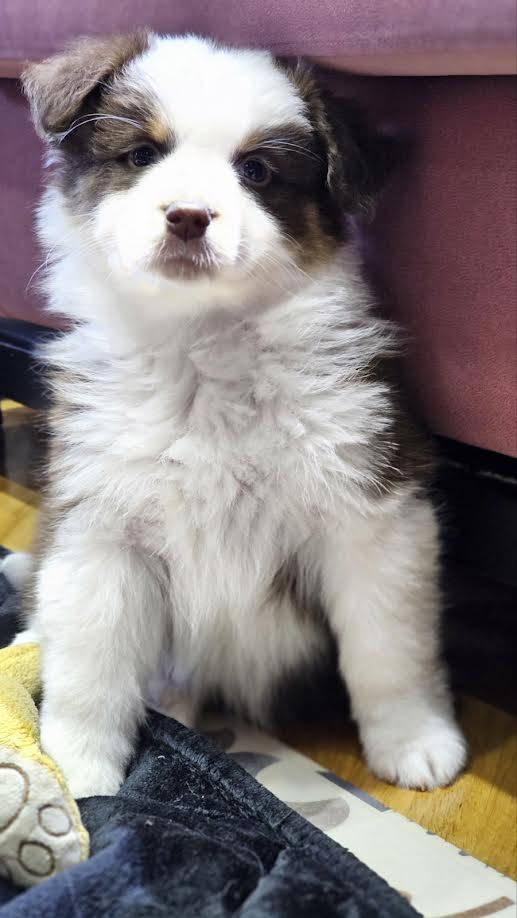 Australian Shepherd