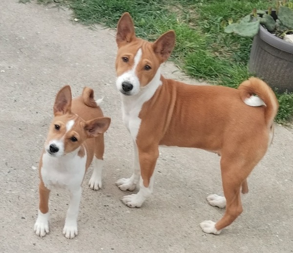 BASENJI puppies