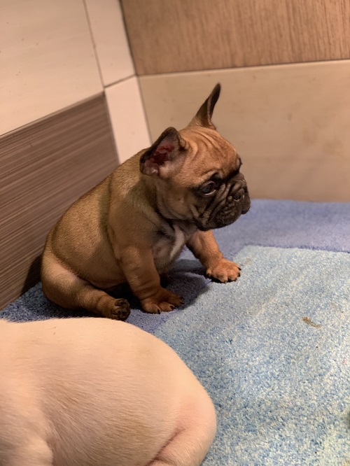 French bulldog "Od kuce don"
