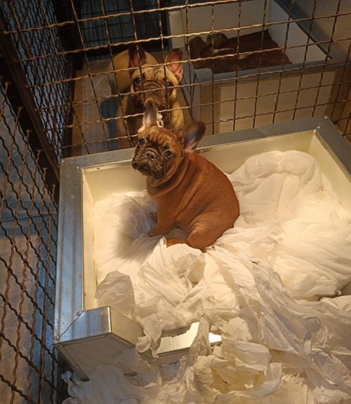 French bulldog, puppies