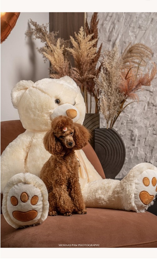 Red dwarf and toy poodles