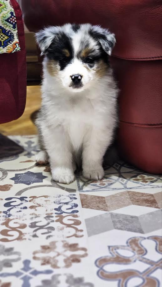 Australian Shepherd