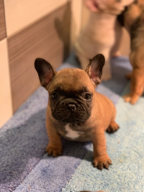 French bulldog "Od kuce don"