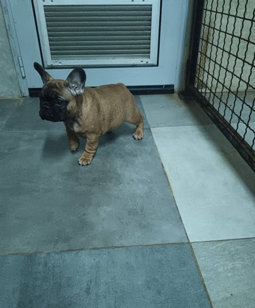 French bulldog, puppies
