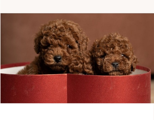 Red dwarf and toy poodles