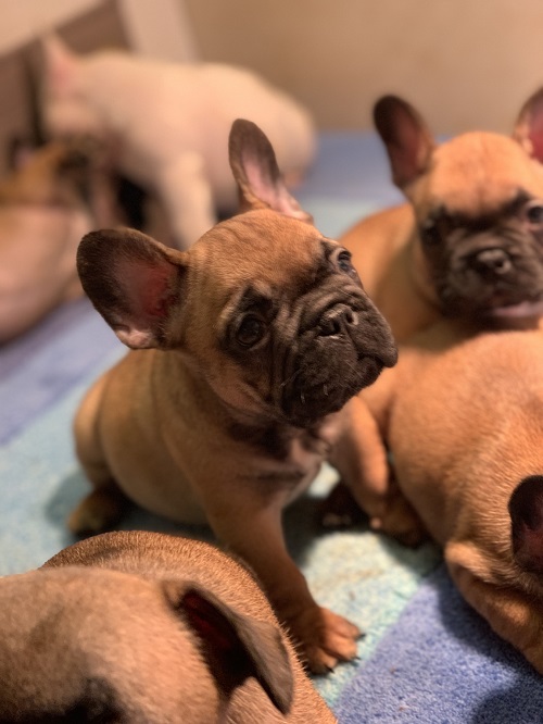 French bulldog "Od kuce don"