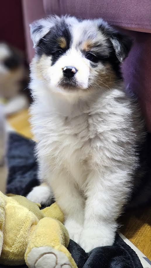 Australian Shepherd