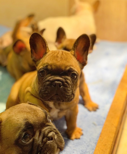 French bulldog "Od kuce don"