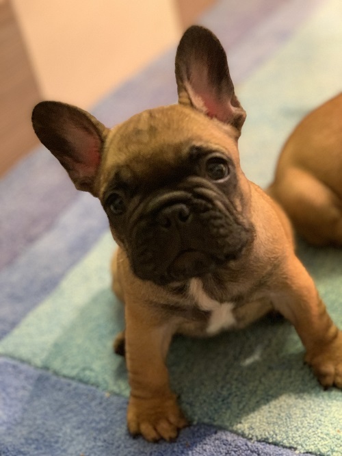 French bulldog "Od kuce don"