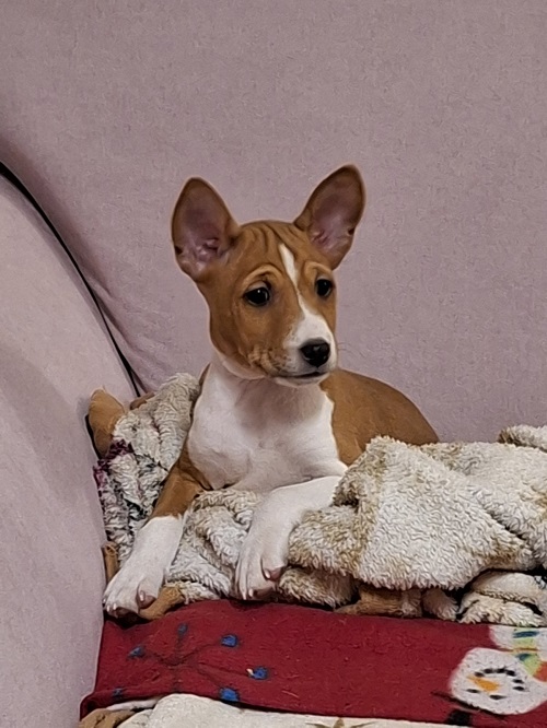 BASENJI puppies
