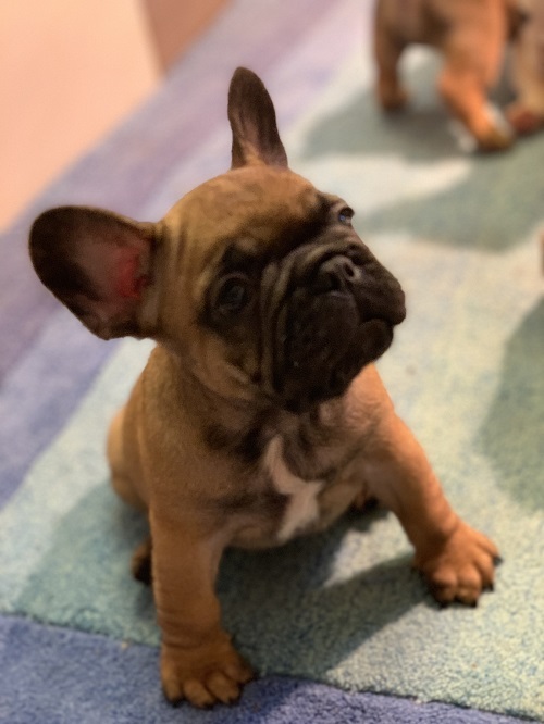 French bulldog "Od kuce don"