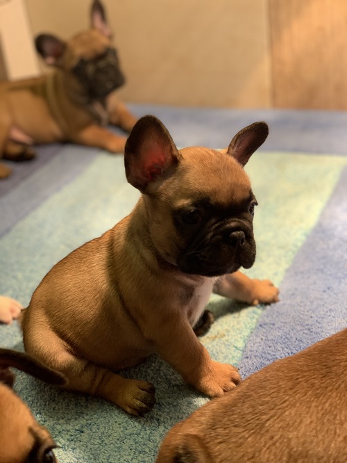 French bulldog "Od kuce don"