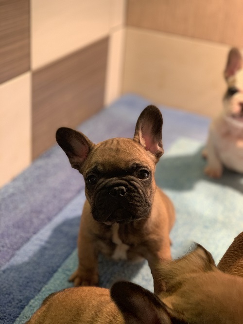 French bulldog "Od kuce don"