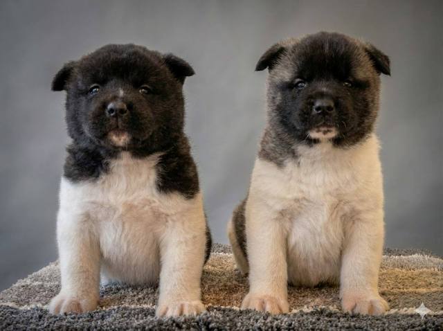 American Akita TOP puppies