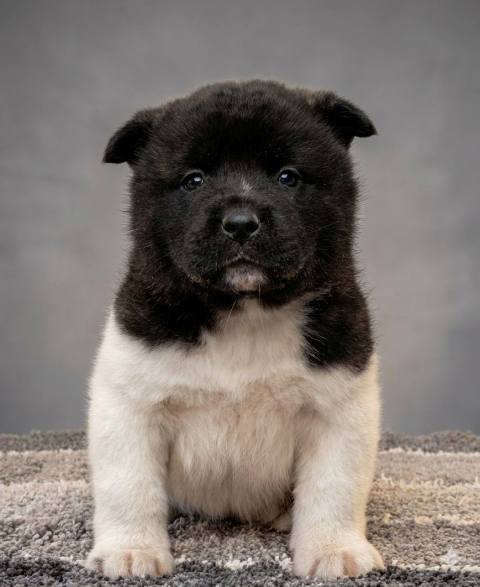 American Akita TOP puppies