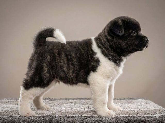 American Akita TOP puppies