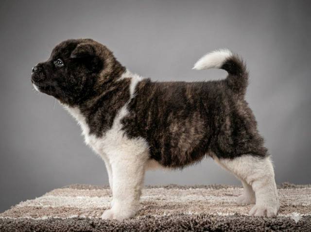 American Akita TOP puppies