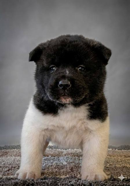 American Akita TOP puppies