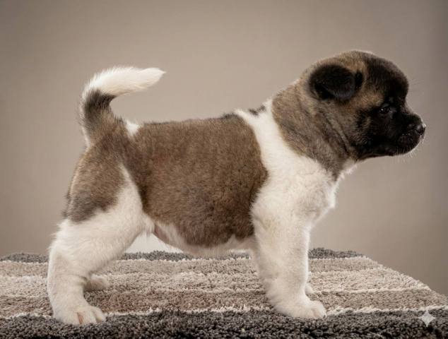 American Akita TOP puppies