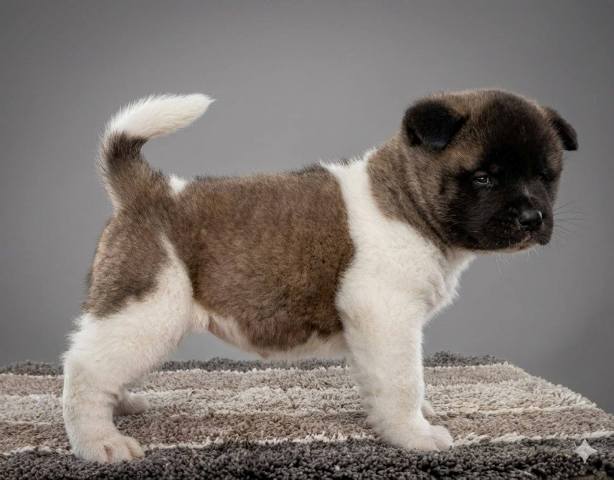 American Akita TOP puppies