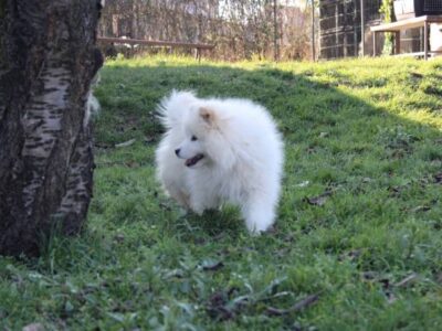 Samoyed puppy