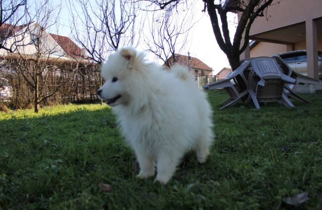 Samoyed puppy