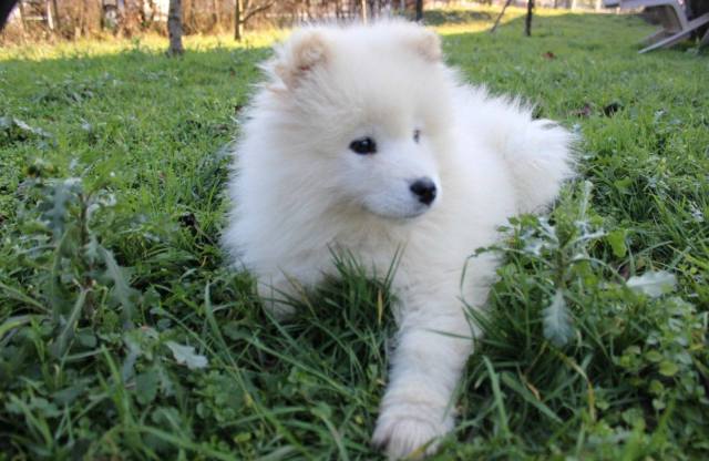 Samoyed puppy