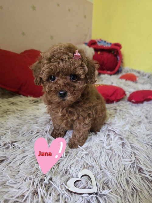 Adorable RED TOY POODLE puppies