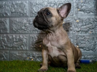 French bulldog