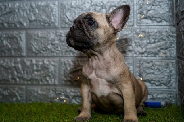 French bulldog