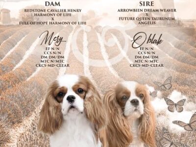 King Charles Cavalier Spaniel