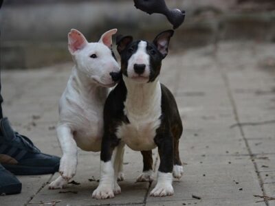 Mini bull terrier