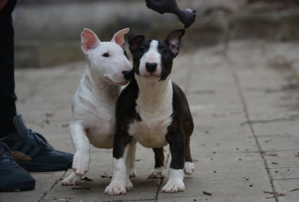 Mini bull terrier