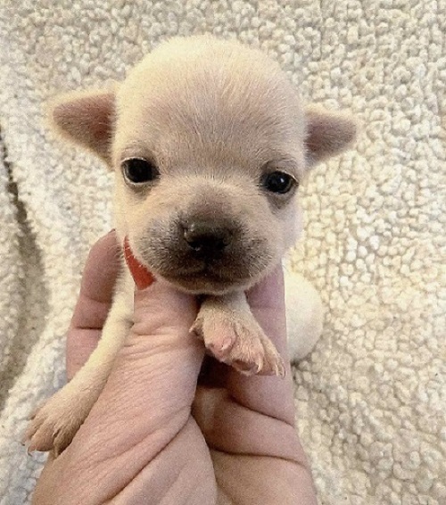 Extra mini CHIHUAHUA