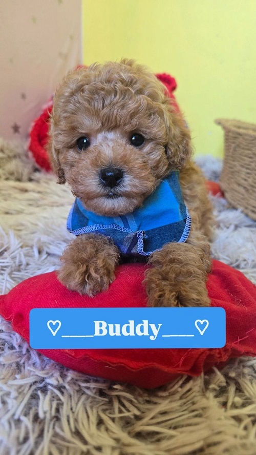 Adorable RED TOY POODLE puppies