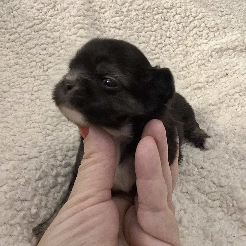 Extra mini CHIHUAHUA