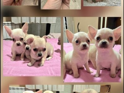 EXTRA mini chihuahua puppies