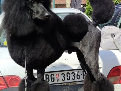 Top litter of LARGE POODLES