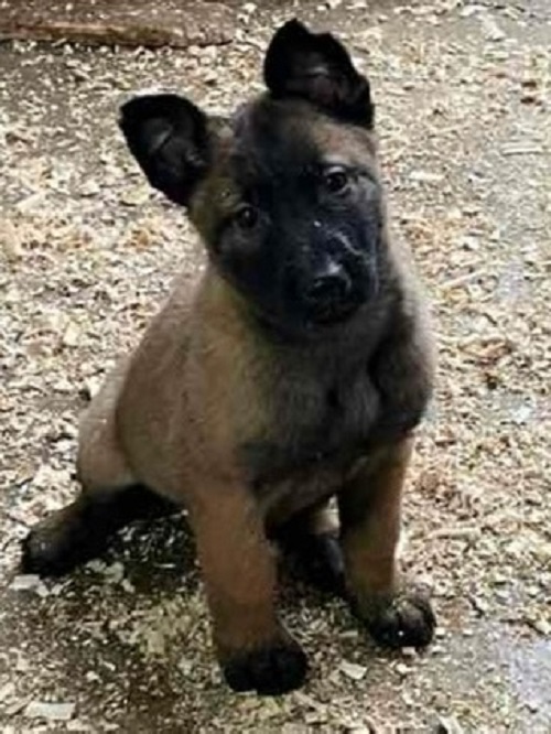 Belgian Malinois