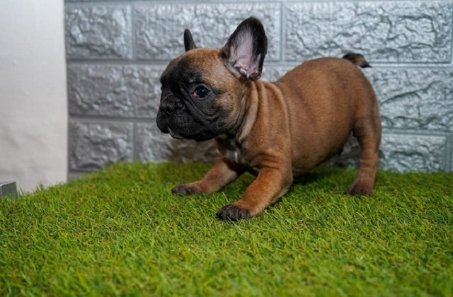 French bulldog