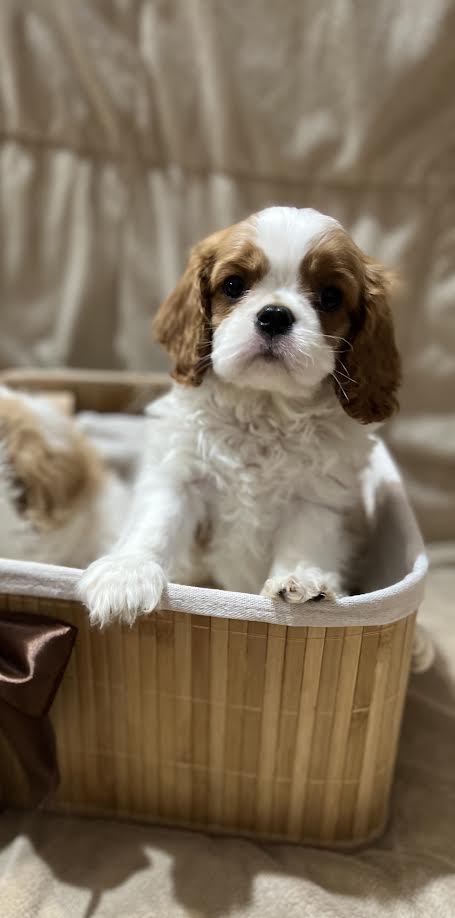 King Charles Cavalier Spaniel