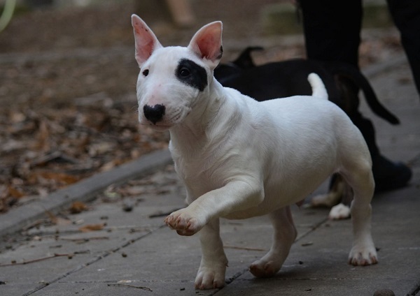 Mini bull terrier